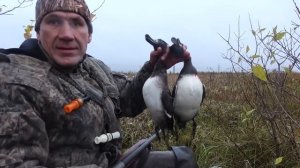 Охота на северную утку по первому снегу.