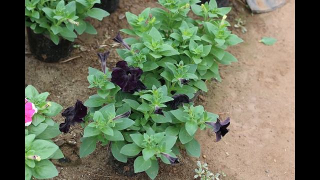 Dạ Yến Thảo Màu đẹp - Hula Trees