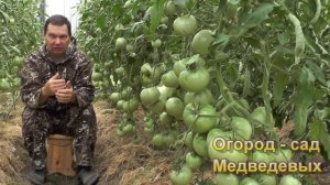 Причины сбрасывания цветов у томатов