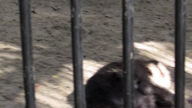 Белоплечий капуцин уложил спать другого капуцина 14.08.18 смотреть онлайн