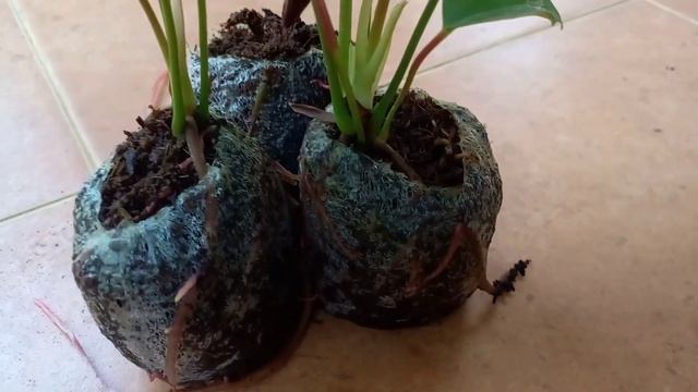 ඇන්තූරියම් ඉන්දන්න පොට් නැත්නම් මෙන්න විසදුම | anthurium wagawa sinhala | beautiful anthurium смотреть онлайн