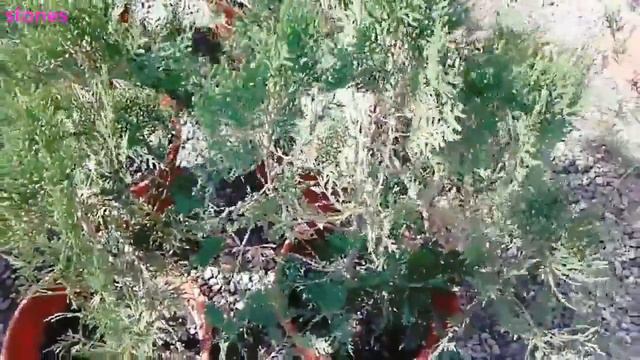 تويا او تويا اورينتالس Platycladus orientalis смотреть онлайн
