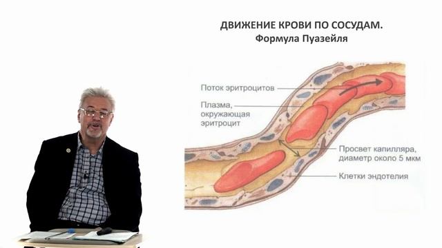 Евсеев А.В. Нормальная физиология. Лекция №17. Электрическая ось сердца. Кровяное давление. 2023 смотреть онлайн
