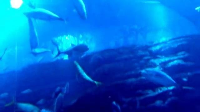 ОАЭ - Дубаи Аквариум смотреть онлайн