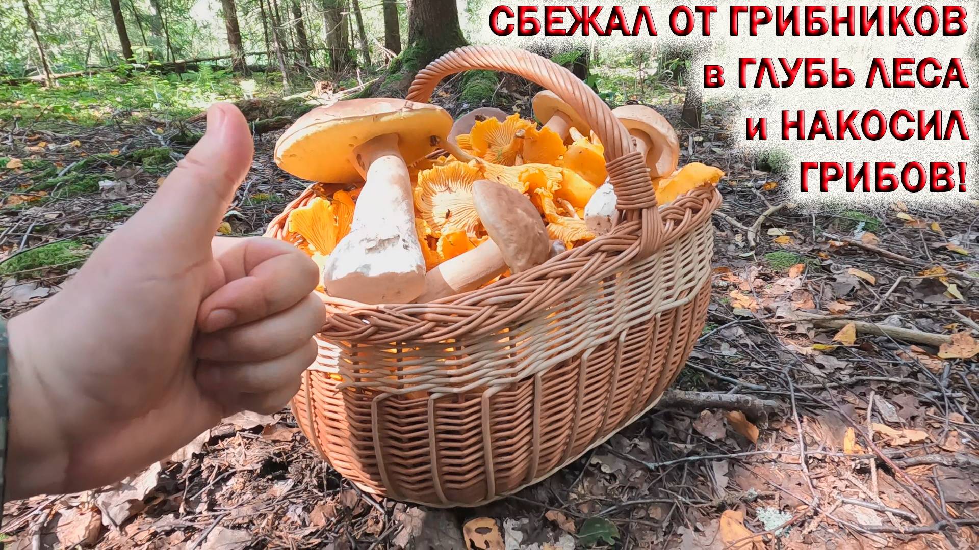 💥СБЕЖАЛ от ГРИБНИКОВ в ГЛУБЬ ЛЕСА и НАКОСИЛ ГРИБОВ👉Грибы в Подмосковье 2024 Август смотреть онлайн