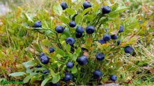 Развивающее видео детям "Ягоды" Названия ягод. Learn berries in Russian