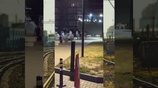 Воронеж: ЖК 