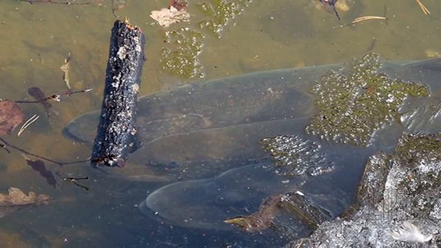 Когда посленерестовый жор щуки? Когда нерест щуки? Когда преднерестовый жор щуки? смотреть онлайн