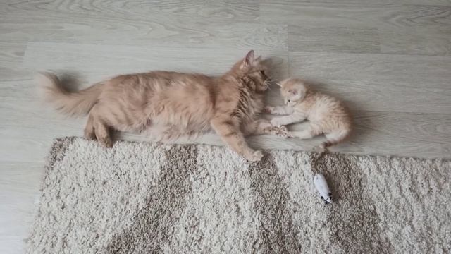 Кошка и котята играют. Мама-кошка и сынок. Милое видео смотреть онлайн