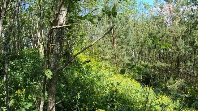 История одной маленькой горы или кто быстрее убьет свой мотоцикл. Hard enduro в Полоцке смотреть онлайн