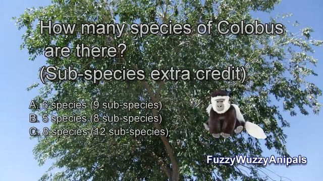 Colobus Monkey Animal Quiz смотреть онлайн