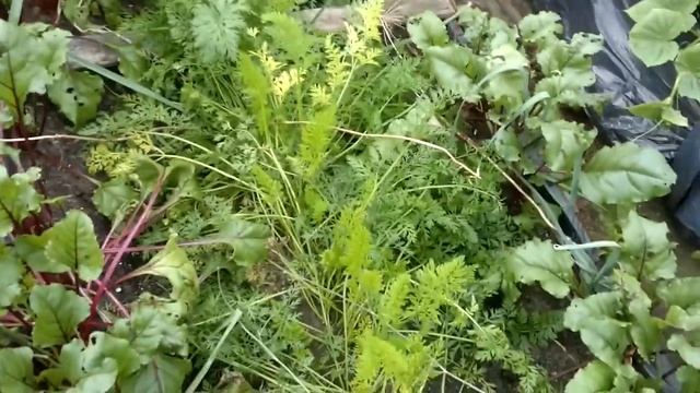 Огород,картофель ,лук ,дайкон,томаты 10 августа . смотреть онлайн