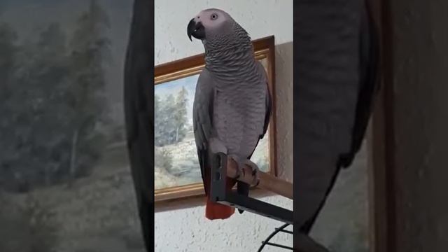 на зарядку, на зарядку становись смотреть онлайн
