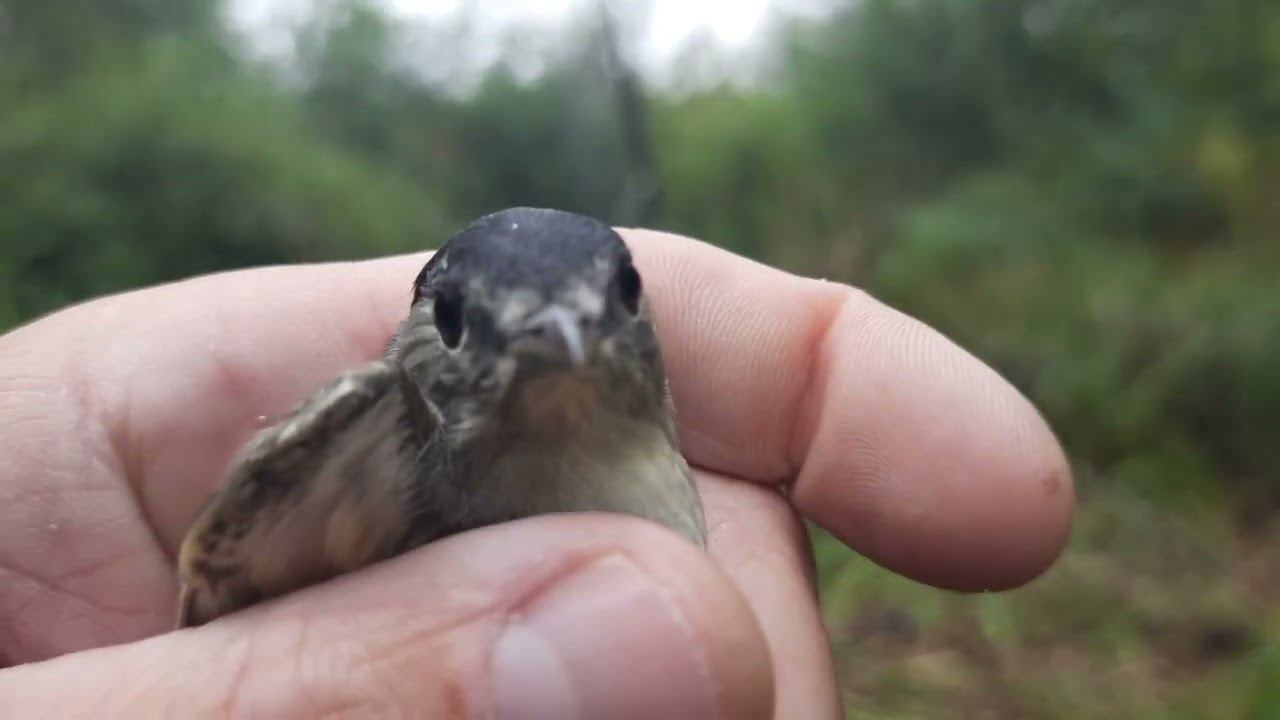 Ловля птиц 27 августа 2022 год. смотреть онлайн