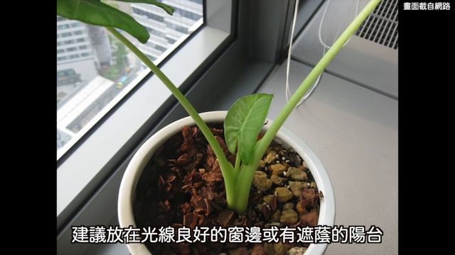 你知道比人還大的「觀音蓮」可能有毒嗎？姑婆芋重要的分辨特徵是XX！【植物百科】【觀葉植物系列】 смотреть онлайн