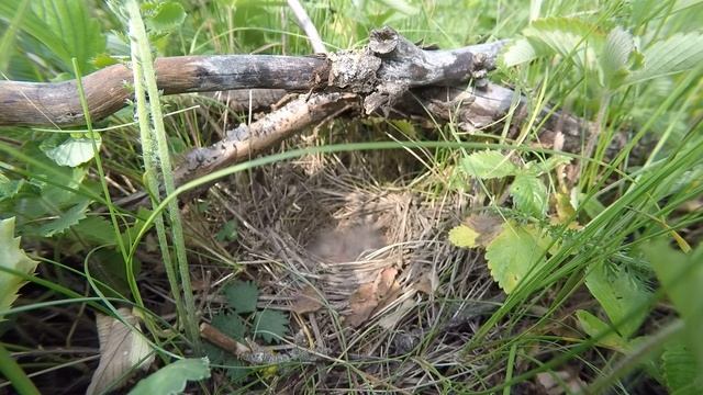Овсянка садовая №150604 2 у башни 150616 1 5 смотреть онлайн