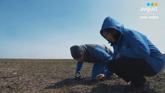 Результаты обработки чечевицы №2 #агроказахстан #агробизнес смотреть онлайн