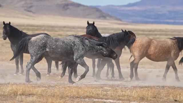 Самая красивая музыка до слез...Невероятно божественная музыка, можно слушать бесконечно смотреть онлайн