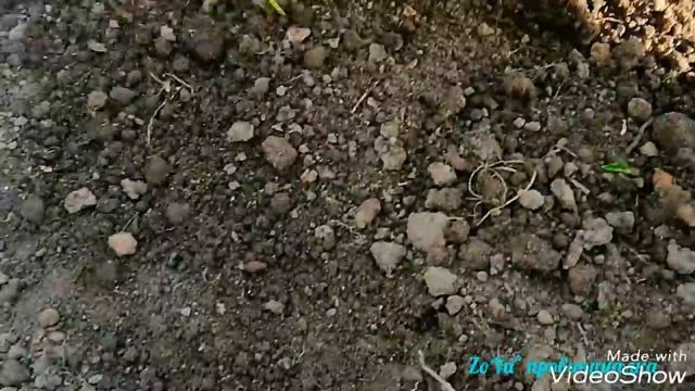 Посев МОРКОВИ и СВЕКЛЫ на ОДНУ ГРЯДКУ. Как посеять корнеплоды!?! Секрет хорошего урожая смотреть онлайн