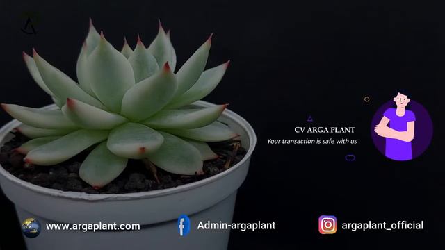 Echeveria cihuahuaensis aurea variegated || FOR SALE || смотреть онлайн