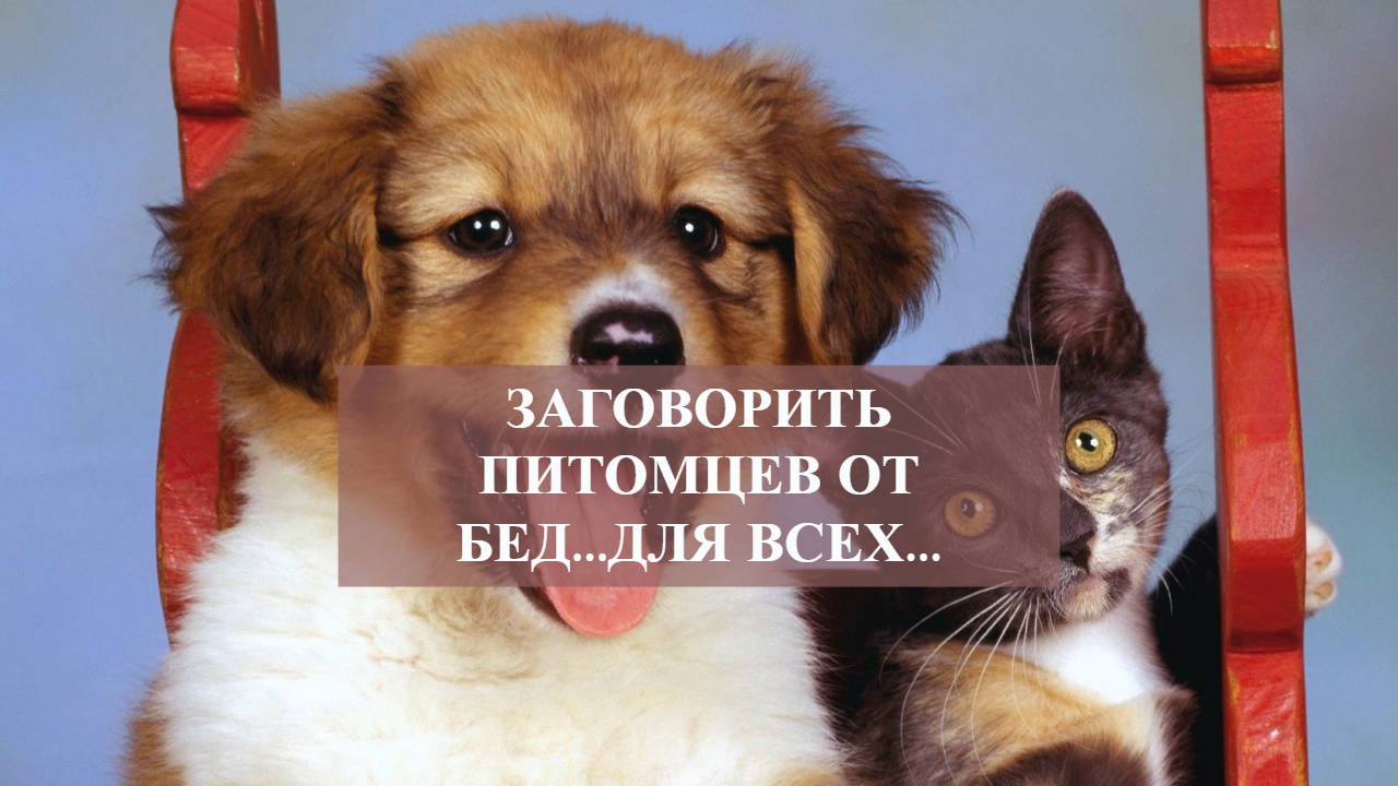ЗАГОВОРИТЬ ПИТОМЦЕВ ОТ БЕД...ДЛЯ ВСЕХ....mp4 смотреть онлайн