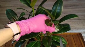 Как заставить фикус ветвиться