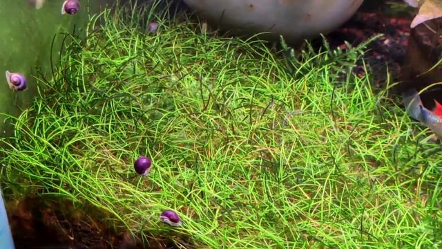 улитки ампулярии цветные