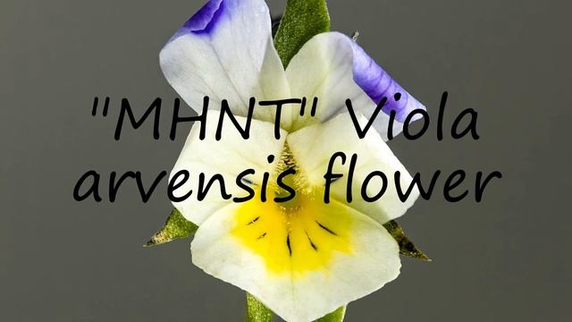 How to pronounce "MHNT" Viola arvensis flower in English? смотреть онлайн