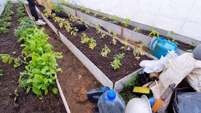 ВЫСАЖИВАЕМ рассаду ТОМАТОВ в теплицу | НЕ КРАСИВАЯ РАССАДА | разговоры с БАБУШКОЙ смотреть онлайн