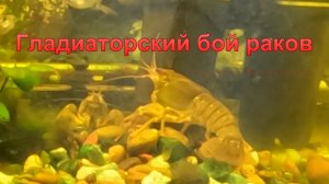 Гладиаторский бой раков.