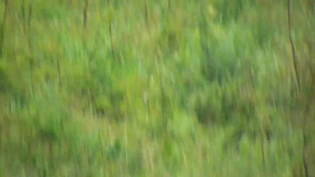 Harkály (Fujifilm FinePix S9800 Full Zoom video) смотреть онлайн