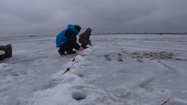 Корюшка. Врубило сумасшедший клёв. 250шт. за 2.5 часа. Финский залив. Южная дамба. Зимняя рыбалка. смотреть онлайн