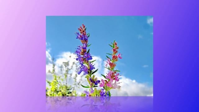 Иссоп смотреть онлайн