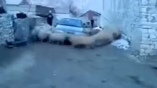 Азербайджанцы реально тупые животные! смотреть онлайн