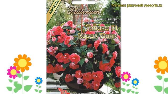Бальзамин махровая Корал Пинк. Краткий обзор, описание характеристик platinum Coral Pink смотреть онлайн