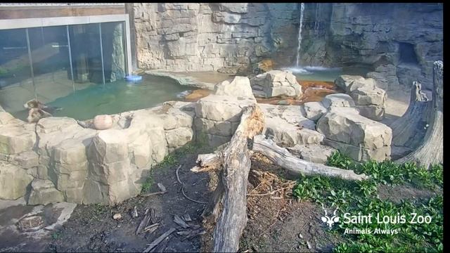 Мишка распрыгался,а зрителей еще нет#Зоопарк Сент-Луис зоопарк в Форест-парке, штат Миссури смотреть онлайн