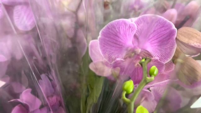 Ох !!! Обзор Орхидей шикарные сорта ( Одесса садовый центр ) смотреть онлайн
