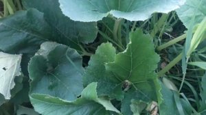 Как растет кабачок горный в клумбе на 20 августа 2021 московская область