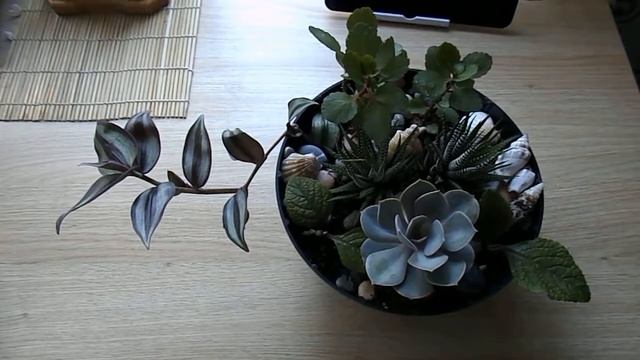 Композиция из суккулентов. смотреть онлайн