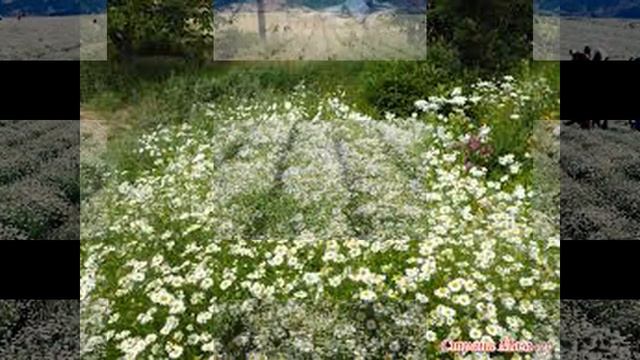 Немного о ромашке аптечной. смотреть онлайн