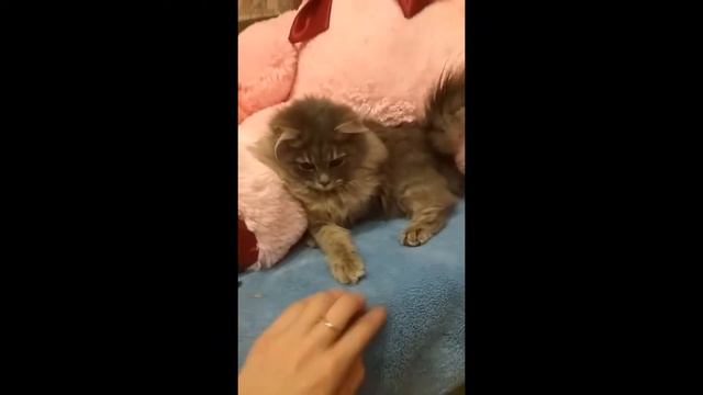 Наша кошка МИЛА смотреть онлайн