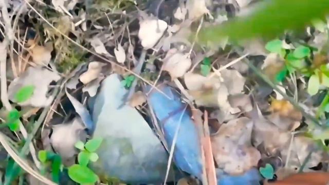 OMG 😮 World Most Expensive Vegetable Hunting Vlog | ₹50000 Kg | Himachal wala смотреть онлайн