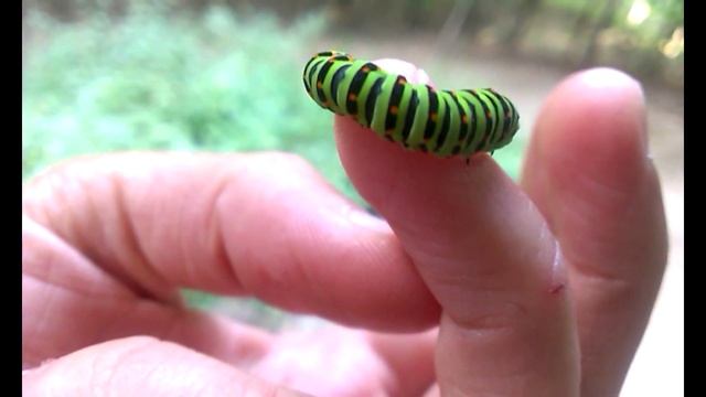 Дикая природа. Махаон. Личинка махаона. смотреть онлайн