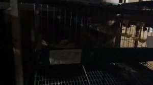 Напольное содержание перепелов