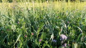 Вико - овсяная смесь, большой источник органики.