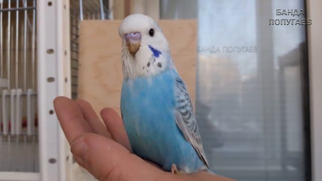 ? Учим попугая по имени Рико говорить, видеоурок 1: "Рико хороший попугай" смотреть онлайн