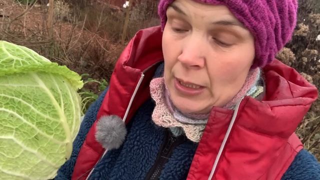 Harvest calendar day 5: Savoy cabbage смотреть онлайн