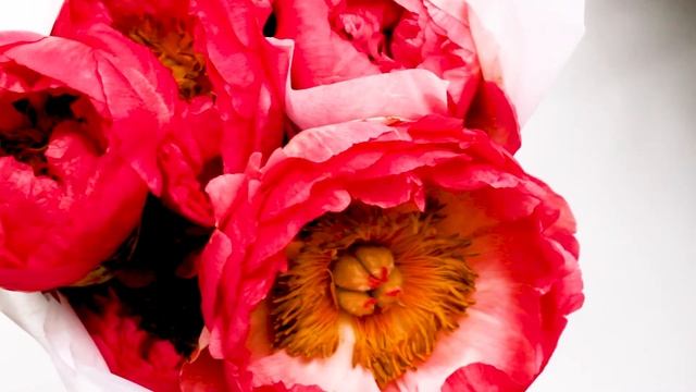 Coral Peonies смотреть онлайн