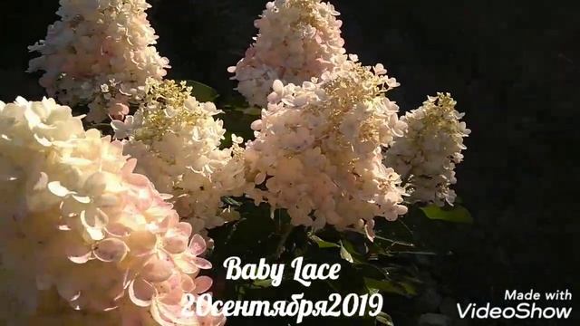 20сентября2019 Карликовая Метельчатая Гортензия Baby Lace?✌️ смотреть онлайн