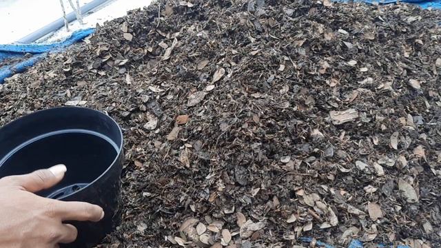 Repoting POT 20cm || Adenium Godji Series || Godji Nomsod || Adenium Plant || Arabicum. смотреть онлайн